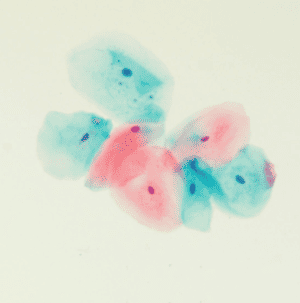 Papanicolaou Stain EASYpap